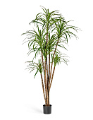 Товар Драцена Маргината 120 см 5 стволов 2/2 добавлен в корзину
