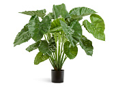 Товар Алоказия Калидора куст большой в-95 см 2/2 добавлен в корзину