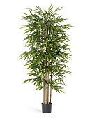 Товар Бамбук Новый 120 см 2/2 добавлен в корзину