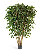 Товар Фикус Бенджамина многоствольный 180 см 2/2 добавлен в корзину