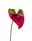 Товар Антуриум Макс зелёный с малиново-бордовым в-56 см, д-17х12 см 12/96 добавлен в корзину