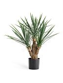 Товар Юкка Рострата Мини 70 см 3 ствола 2/2 добавлен в корзину