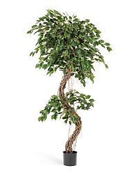 Фикус Бенджамина Коркскрю 210 см 2/2