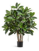 Товар Фикус Эластика куст зеленый в-120 см, ш-90 см  2/2 добавлен в корзину