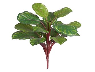 Калатея Розеопикта Грин куст зелёный с бело-розовым в-52 см (Sensitive Botanic) 6/72