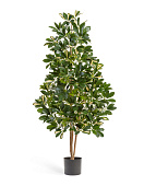 Товар Шеффлера натуральная пёстрая 110 см 2/2 добавлен в корзину