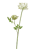 Товар Анна Королевская Мидл Кружевная бело-зелёная в-70 см, 2 зонтика (5 и 10 см) 12/48 добавлен в корзину