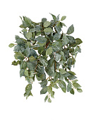 Товар Фиттония Свит ампельная припылённая (204 листа) в-40 см (Velvet Touch)  12/96 добавлен в корзину