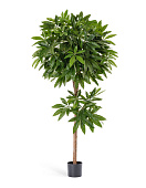 Товар Пахира 150 см 2/2 добавлен в корзину