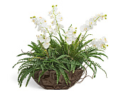 Товар Композиция "Forest nymphs" (Фаленопсисы с папоротником) в кашпо-лодке в-80, дл-90, ш-70 см (ELE) 1/1 добавлен в корзину