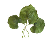 Товар Листы Галакса зелёные 3 шт. в-24, д-от 10 до 12 см 24/96 добавлен в корзину