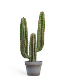 Товар Кактус Цереус Мексиканский в-63, д-27 см 1/4 добавлен в корзину